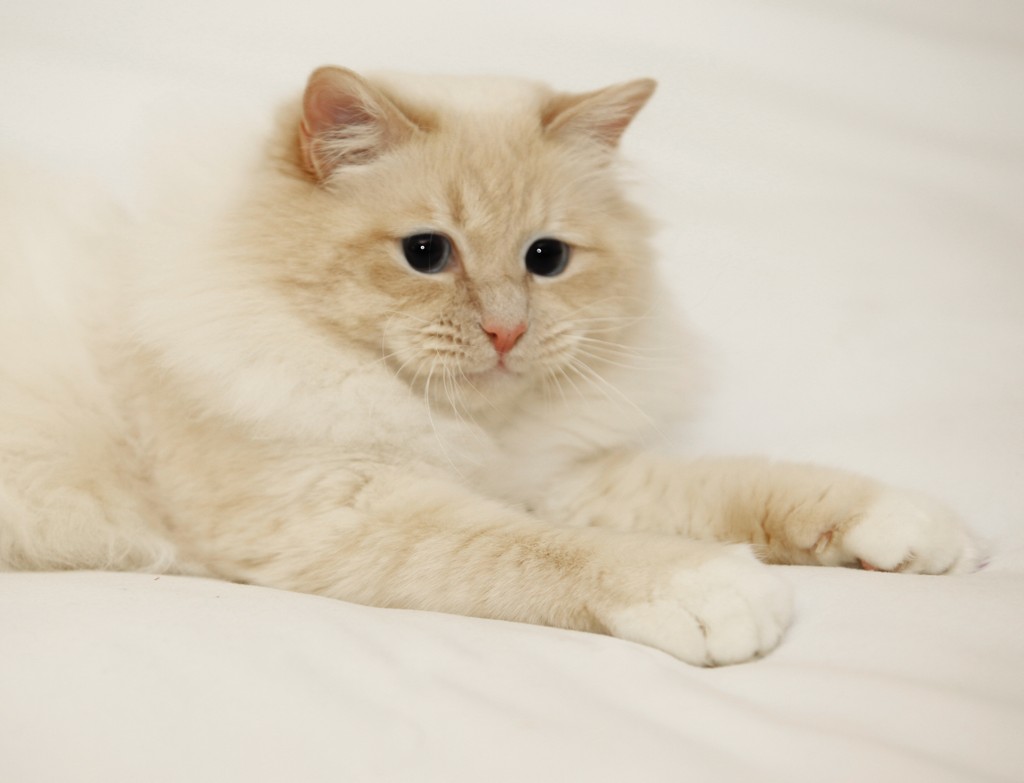 Dorje Ling Lord Hamilton - sacro di birmania cream point